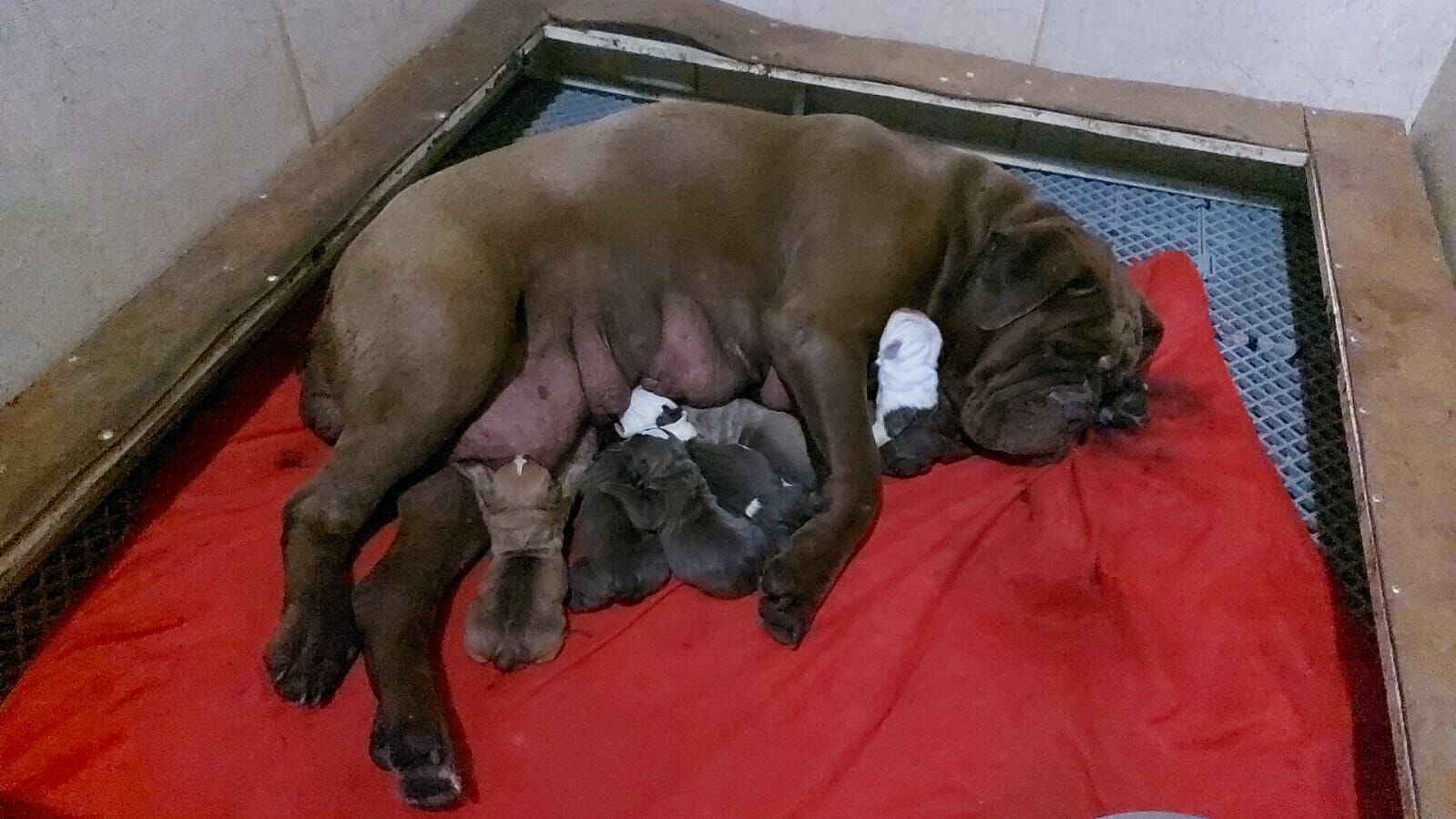 Planta de Filhote Buldogue Campeiro